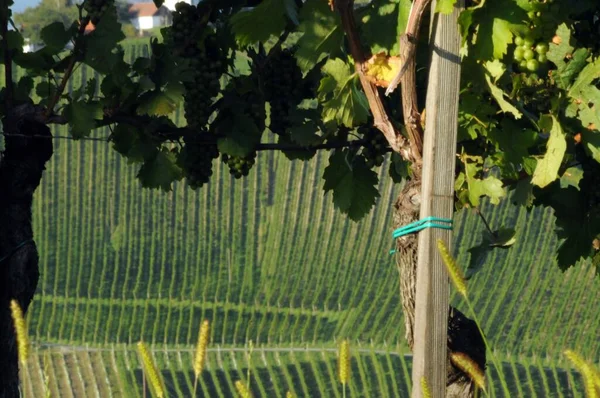 Vinha Viticultura Agricultura Sul Styria Áustria — Fotografia de Stock