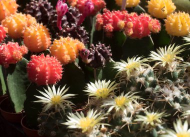 Kaktüs bitkisi ya da sulu bitki, kuru ortamlarda doğal olarak yetişir.