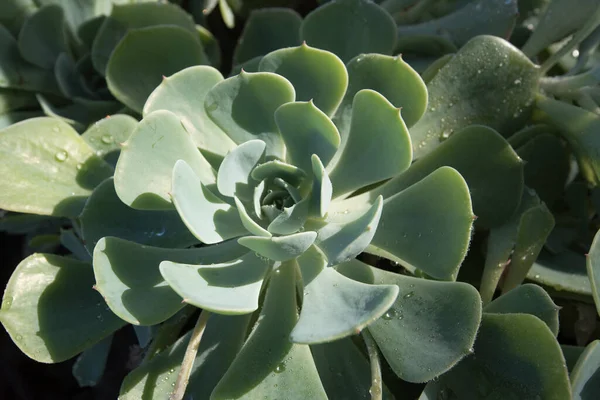 Planta Cactus Planta Suculenta Que Crece Nativamente Ambientes Secos — Foto de Stock