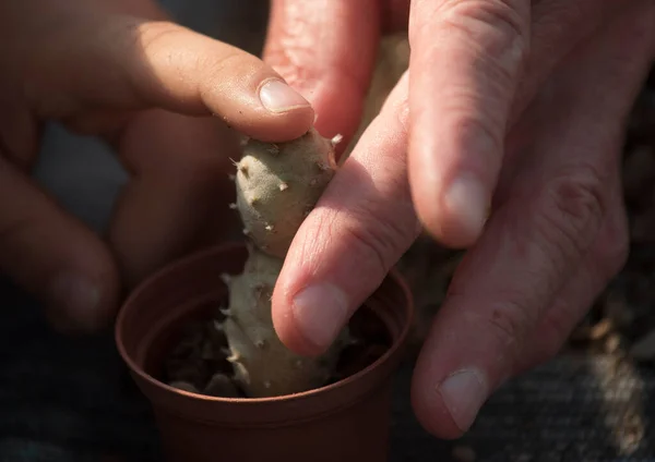 Plante Cactus Plante Succulente Poussant Nativement Dans Des Environnements Secs — Photo