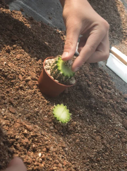 Planta Cacto Planta Suculenta Crescendo Nativamente Ambientes Secos — Fotografia de Stock