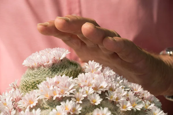 Кактус Суккулентное Растение Изначально Растущее Сухих Средах — стоковое фото