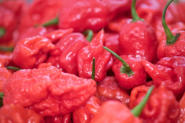 Chiles Pepperoni Especias Verduras Picantes Para Cocinar — Foto de Stock