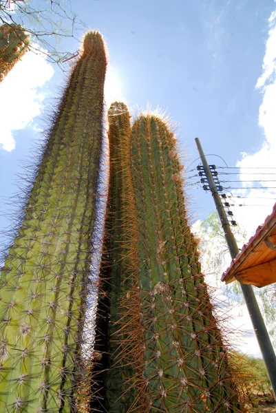 Planta Cacto Planta Suculenta Crescendo Nativamente Ambientes Secos — Fotografia de Stock