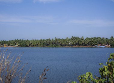 Hindistan 'ın Kerala bölgesinde durgun sular ve bataklık.