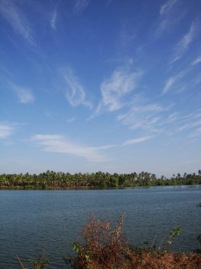 Hindistan 'ın Kerala bölgesinde durgun sular ve bataklık.