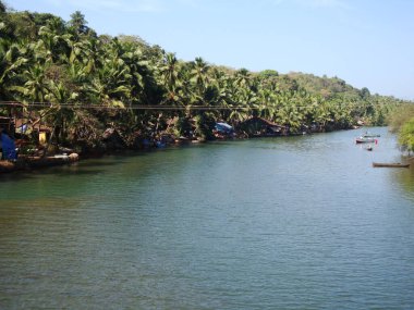 Hindistan 'ın Kerala bölgesinde durgun sular ve bataklık.