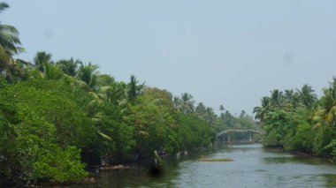 Hindistan 'ın Kerala bölgesinde durgun sular ve bataklık.