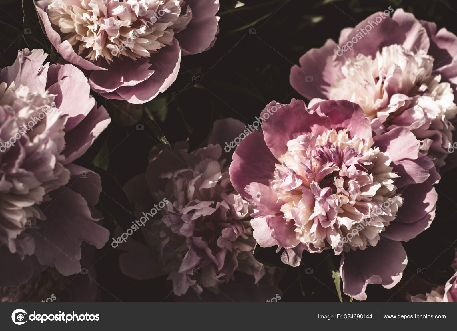 Flores místicas fotos de stock, imágenes de Flores místicas sin royalties | Depositphotos Flores místicas fotos de stock, imágenes de Flores místicas sin royalties | Depositphotos