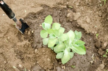 Toprağa çiçek ekiyorum. Bahçe aletleri kullanarak bitki nakli