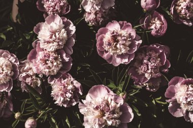 Bahar arka planı. Bir buket güzel pembe çiçek. Güneş ışınlı şakayıklar. Çiçekli tebrik kartı