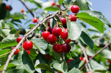 Meyveli kiraz ağacı dalı. Güneş kiraz ve yaprakların üzerinde parlıyor. Bahçe konsepti