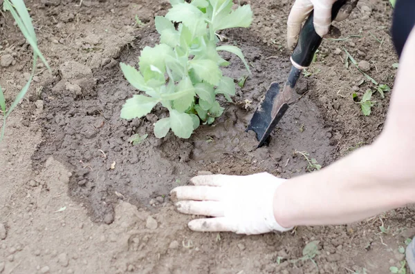 정원을 가꾸는 여자는 도구를 가지고 꽂는다 — 스톡 사진