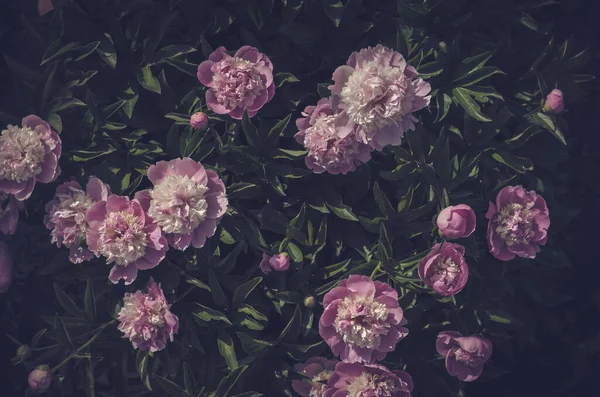 Background of peonies. Bouquet of beautiful flowers peonies. Pink peonies close-up in a mystical treatment. Natural background