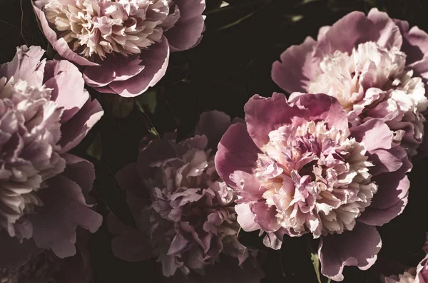 Background of peonies. Bouquet of beautiful flowers peonies. Pink peonies close-up in a mystical treatment. Natural background