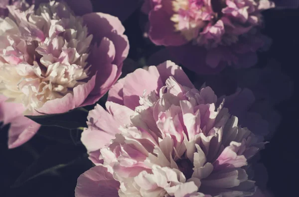 Antecedentes Peonías Vivas Procesamiento Oscuro Fondo Primavera Ramo Peonías Como — Foto de Stock