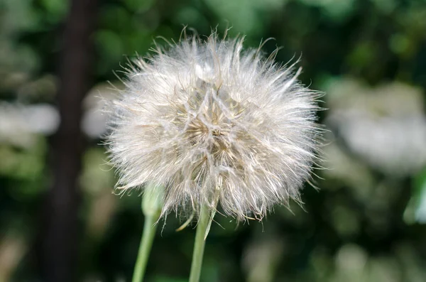 Grote Paardenbloem Close Een Achtergrond Van Natuur Horizontale Foto Verwerking — Stockfoto