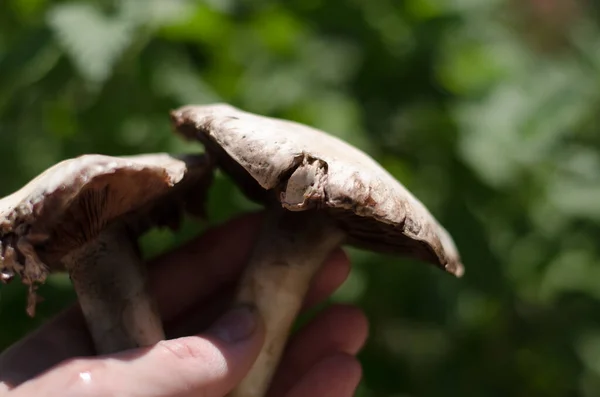 Fungo Champignon Uomo Tiene Mano Due Funghi Champignon — Foto Stock