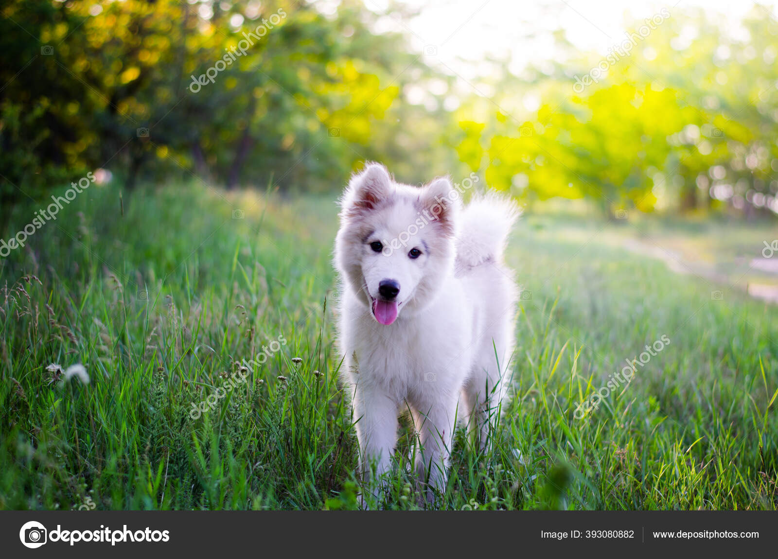 Samoyed Dog White Puppy Light Brown Abalone Nature Samoyed