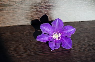Kasede mor bir çiçek, güneş ışınlarında su. Kahverengi ahşap bir masada su dolu bir kase. Aroma terapisi, güzellik, spa