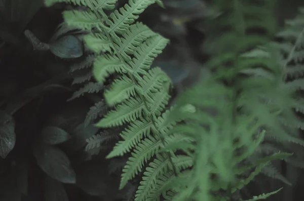 Focus Selettivo Sulle Foglie Felce Verde Scuro Sfondo Naturale Nei — Foto Stock