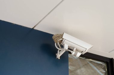 CCTV kamerası. Dışarıdaki güvenlik kamerasında kırlangıçlar yuvası.