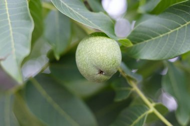Ceviz ağaçta yetişir. Bir ağacın yapraklarında ceviz