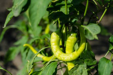 Yeşil acı biber çalılıklarda yetişir. İki acı biber, gün ışığında çalıların üzerinde. Taze ev yapımı sebzeler