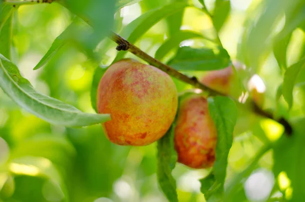 Peach nectarine grows on a tree. Peach on a branch in the rays of sunlight. Gardening concept
