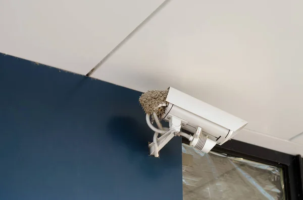 CCTV camera. A nest of swallows on an outdoor video surveillance camera