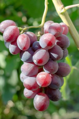 Bir grup sulu pembe üzüm yapraklı bir çalıya asılır. Şarap yapımı ve eklem biçimi kavramı.