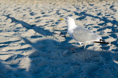Deniz kıyısında gri kanatlı fildişi martılar. Martılar sahil boyunca yürür.