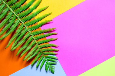 Eğreltiotu yaprağı, kağıt yapraklarının çok renkli arka planında yatar..