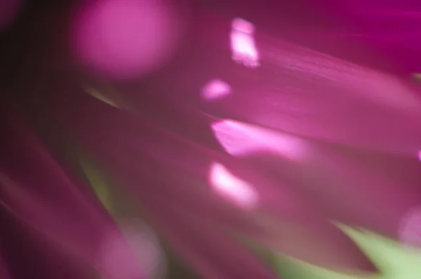 Размытый Цветочный Фон Нежного Розового Цвета Красивые Цветы Цветными Фильтрами — стоковое фото