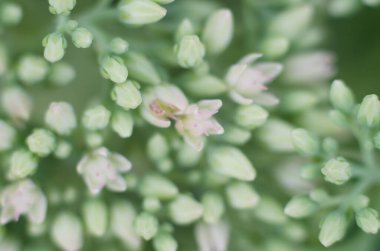 Hassas pembe rengin bulanık çiçek arkaplanı. Yumuşak renklerde renk filtreleriyle yapılmış güzel çiçekler. Doğal arkaplan