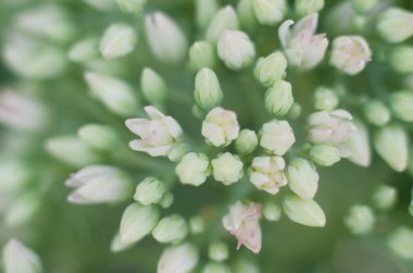 Hassas pembe rengin bulanık çiçek arkaplanı. Yumuşak renklerde renk filtreleriyle yapılmış güzel çiçekler