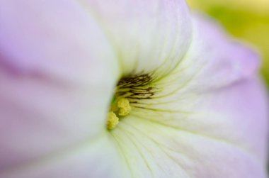 Arka plan olarak petunyaların bulanık fotoğrafı. Pastel açık renkli çiçeklerin makro fotoğrafı.