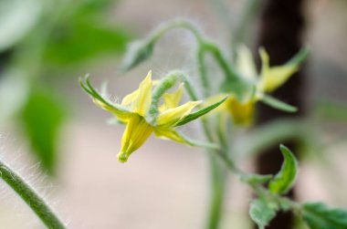 Çiçek açan domatesler. Sarı domates çiçeğinin makro fotoğrafı.
