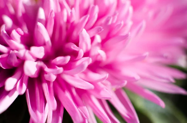 Macro Foto Florero Flor Rosa Borrosa Como Fondo — Foto de Stock