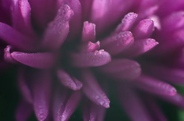 Hermosa Foto Macro Una Flor Montaña Con Gotas Agua Los — Foto de Stock