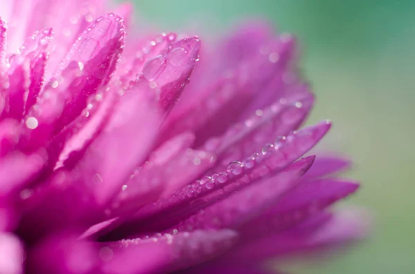 Hermosa Foto Macro Una Flor Montaña Con Gotitas Agua Los — Foto de Stock