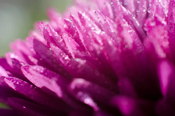 Hermosa Foto Macro Una Flor Montaña Con Gotitas Agua Los — Foto de Stock