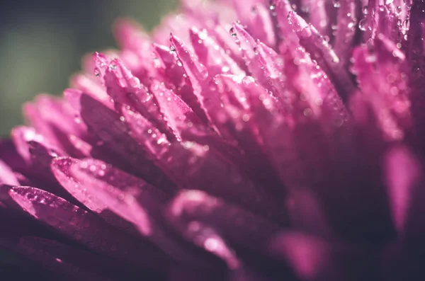 Schöne Makroaufnahme Einer Aster Blume Mit Wassertropfen Auf Den Blütenblättern — Stockfoto