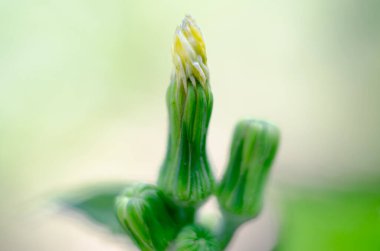 Seçici odaklı bir karahindiba tomurcuğunun Macro fotoğrafı. Güzel çiçek arkaplanı.
