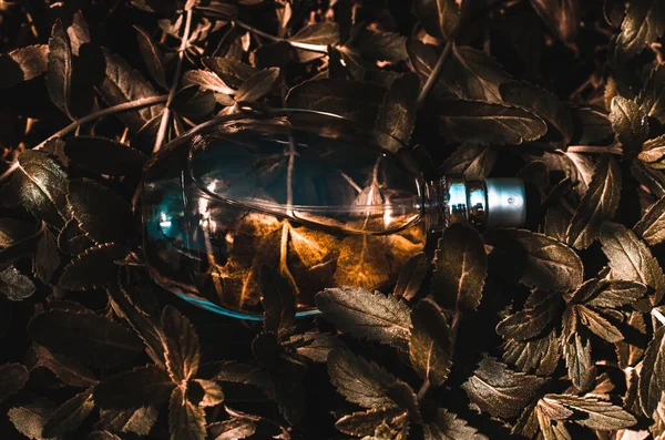 Perfume sobre un fondo de hojas de color marrón verdoso. Foto procesada en marrón oscuro. — Foto de Stock