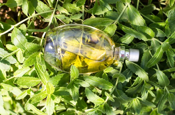 Una botella de perfume sobre un fondo de hojas verdes en los rayos del sol. — Foto de Stock