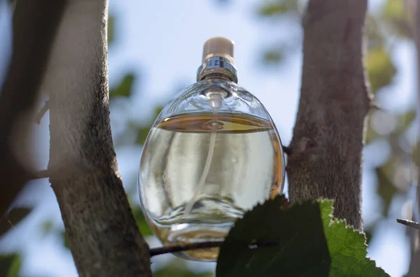 Female perfume bottle with tree branches. Perfume on a natural background. — Stock Photo, Image