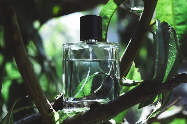 Male perfume bottle with tree branches. Perfume on a natural background. — Stock Photo, Image