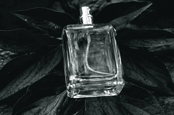 Bottle of men's perfume with water drops on a background of wet leaves
