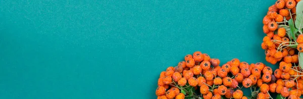 Background banner made of branches and fruits of pyracantha. Picaranta on a turquoise background. Shriveled perishable prakanta fruits.